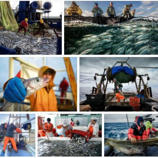 Study Fishing Industry
