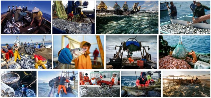 Study Fishing Industry